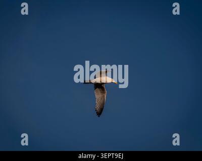 A single seagull soaring gracefully with wings spread open against a vast and clear deep blue sky background in full daylight Stock Photo