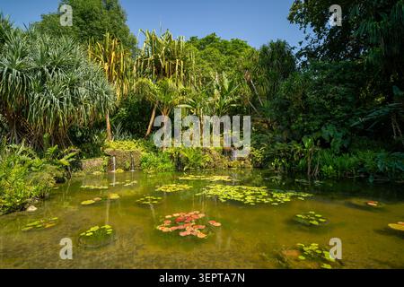 Small tropical pond with green waterlilies and an artificial rocky waterfall cascade, surrounded by lush palms, inside the public park. Stock Photo