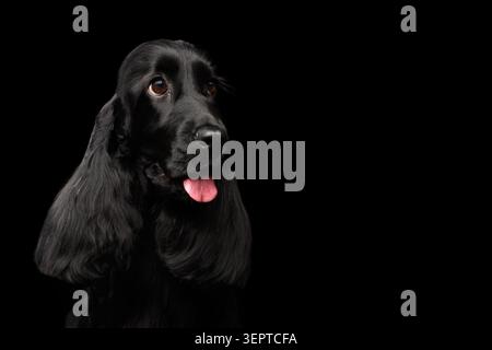 Close-up portrait of dog english cocker spaniel breed, huge eyes looking up on isolated black background, front view Stock Photo