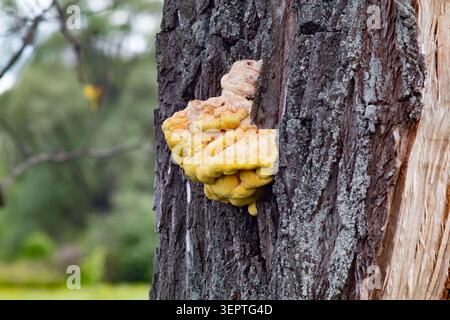 Laetiporus sulphureus bracket fungus bursts from dark tree trunk in vivid yellow and orange lobes. Rough bark texture contrasts with soft fleshy fungu Stock Photo