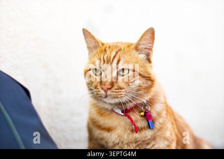 Ginger tabby cat with green eyes and red collar with bell stares directly into camera with unimpressed expression. White background, sharp whiskers an Stock Photo