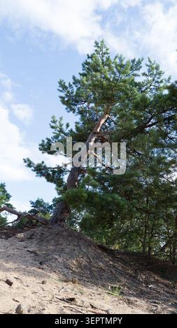 Sky offers soft blue, dotted with wispy clouds. Branches reach upward, showing nature's strength. Wind rustles leaves, whispering through forest air Stock Photo