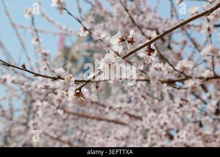 White peach blossoms blooming on a branch under a clear blue sky in spring, with pale pink-tinted petals, blurred background of flowering trees and bu Stock Photo