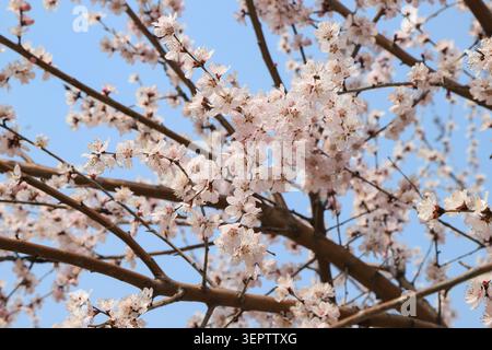 White peach blossoms blooming on a branch under a clear blue sky in spring, with pale pink-tinted petals, blurred background of flowering trees and bu Stock Photo