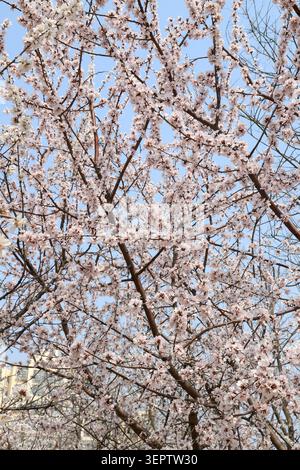 White peach blossoms blooming on a branch under a clear blue sky in spring, with pale pink-tinted petals, blurred background of flowering trees and bu Stock Photo
