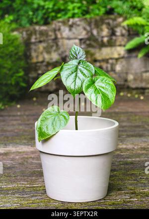 Young tamarillo plant (Solanum betaceum) growing in a beige ceramic pot outdoors. Small exotic tree-tomato seedling with vibrant green leaves Stock Photo