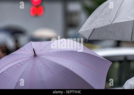Raindrops bead on lavender and gray umbrellas in a soft drizzle, a muted bokeh cityscape glowing gently through the overcast afternoon. Stock Photo