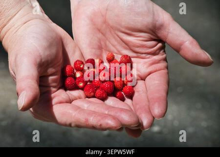 Wild strawberries, strawberries, forest, picked, freshly picked, childhood memory Stock Photo