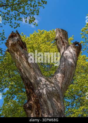 Low angle view of a weathered dead tree trunk rising against fresh green leaves and a clear blue sky in spring, showing contrast between decay and new Stock Photo