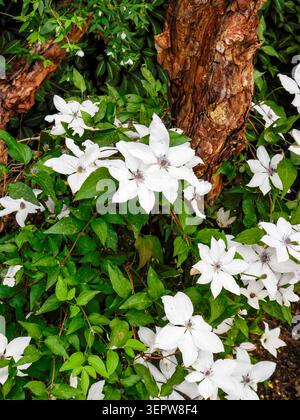 Ghostly, in a beautiful way, Clematis Tsukiko (Garland Series) white blooms. Natural close up flowering plant portrait. Sentimental, Showy, Silky,bold Stock Photo