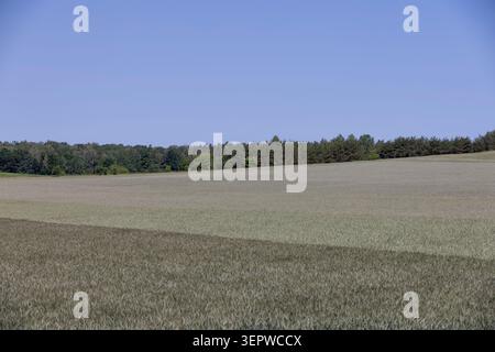 an agricultural field with different types of cereals that have different colors, rye and barley in the field grow next to each other, a large number Stock Photo