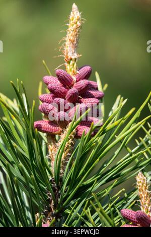 Detail of pink male pollen cones and green needles of a Pine Stock Photo