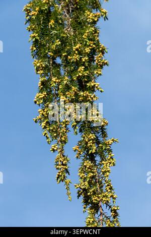 Detail of hanging branches with male pollen cones and needles of Common Juniper Juniperus communis "Horstmann" Stock Photo