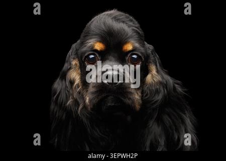 Close-up portrait of english cocker spaniel dog with furry ears looking in camera on isolated black background, front view Stock Photo