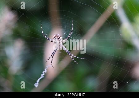 Argiope spider resting on its intricate orb web, showing coiled stabilimentum in a natural garden environment Stock Photo