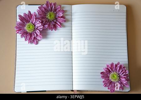 An open , blank, lined notebook decorated with pink chrysanthemum flowers. High quality photo Stock Photo