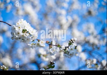 Blooming white tree crown against a bright blue sky background in spring. Full screen dense floral pattern. Concept of nature's abundance, environment Stock Photo
