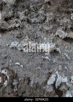 Close-up view of an aged concrete wall showing rough surface texture, areas of flaking and peeling paint, white mineral deposits and salt efflorescenc Stock Photo