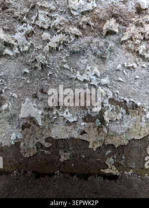 Close-up view of an aged concrete surface showing extensive peeling paint, flaking plaster, and mineral streaks. The texture reveals rough porous ceme Stock Photo