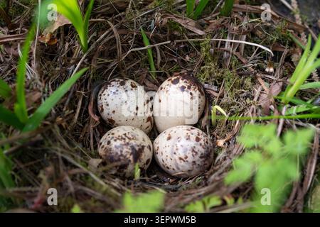 A clutch of four Common Sandpiper (Actitis hypoleucos) eggs in a nest on the Isle of Bute, Scotland. They in a patch of the invasive plant Crocosmia. Stock Photo