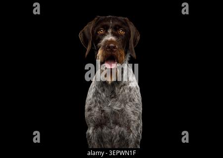 Drahthaar dog sitting in frontal view with tongue out on black background, studio portrait Stock Photo