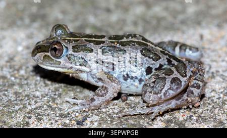 Spotted marsh frog resting on the ground at night in Australia Stock Photo