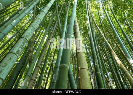 Japan, Kyoto: the Arashiyama Bamboo Grove and the Sagano Giant Bamboo Forest, located near the Togetsukyo Bridge in the northwestern part of the city. Stock Photo
