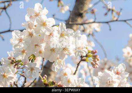 Close view of pale spring cherry blossoms against blue sky in Takanawa, Minato City, Tokyo, Japan. Stock Photo