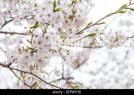 Close view of delicate white and pale pink cherry blossoms in spring in Nakameguro, Tokyo, Japan. Stock Photo