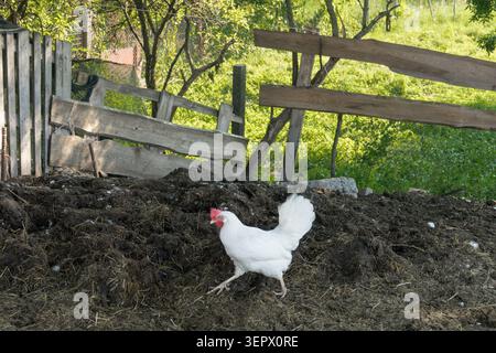 White Leghorn hen Gallus gallus f. domestica walking on a manure pile near a wooden fence in a village backyard Stock Photo