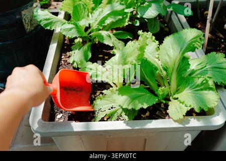 farmers harvesting vegetables Stock Photo