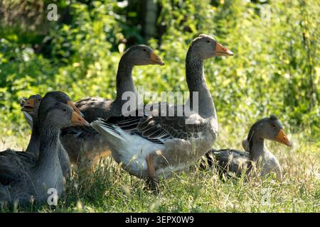 Flock of Domestic Geese Anser anser f. domestica on a green grass pasture in a farmyard Stock Photo