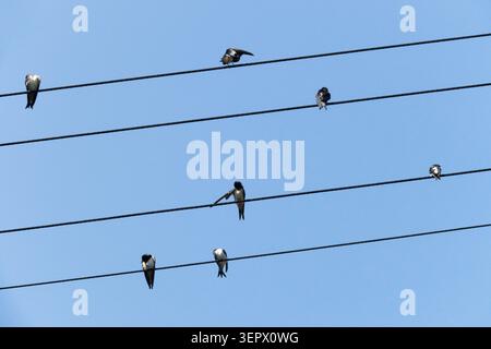 Group of Barn Swallows Hirundo rustica perched on overhead power line wires Stock Photo