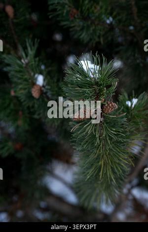 close-up of a snow-dusted pine branch with clustered brown cones and long green needles, captured with shallow depth-of-field and soft bokeh, evoking Stock Photo
