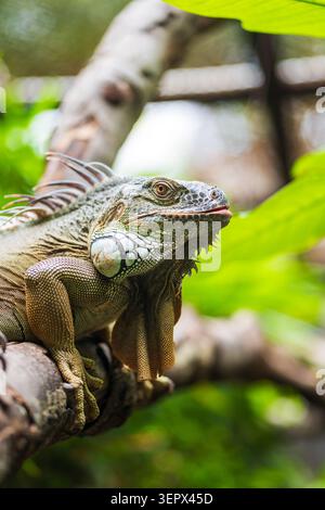 Green iguana perched on a branch in tropical forest. Close-up portrait Stock Photo