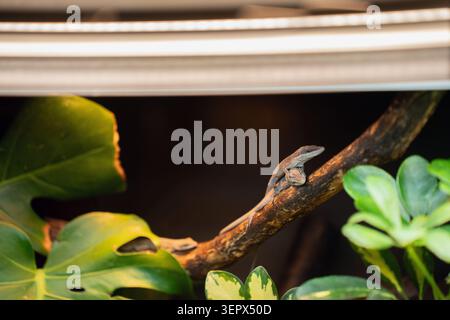 brown anole lizard perched on a branch inside a warmly lit terrarium, surrounded by glossy green monstera and philodendron leaves in a naturalistic tr Stock Photo