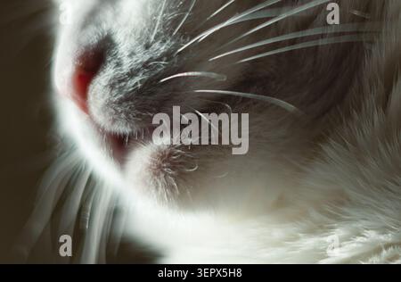 A cute cat sits and enjoys the setting sun Stock Photo