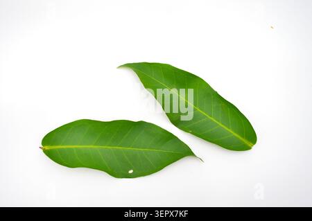Clean overhead shot of two elongated green leaves on a solid white backdrop, highlighting their sleek form and prominent central veins Stock Photo