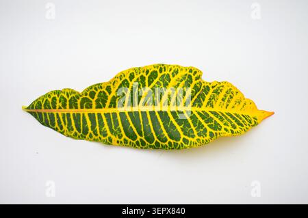 A striking croton leaf featuring vibrant yellow and green variegated patterns, isolated on a white background Stock Photo