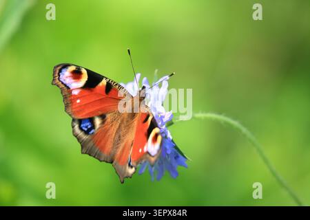 European peacock, Aglais io, beautiful colorful butterfly on the plant Stock Photo