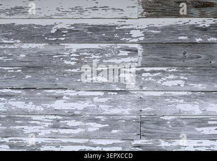 Close up of heavily weathered white painted bevel clapboard siding with worn flaking paint, exposed natural wood patina, wood grain Stock Photo