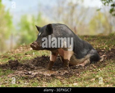 A pig lies quietly on the ground in a natural outdoor enclosure. Soft greenery and earthy textures create peaceful farm animal atmosphere. Stock Photo