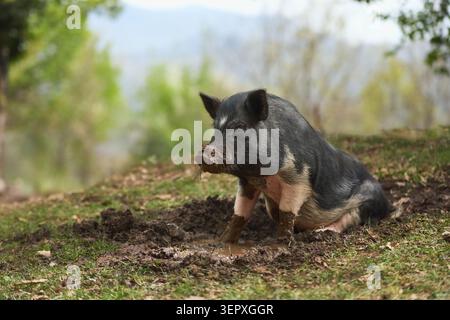A pig rests on the ground in a natural outdoor enclosure. Soft daylight and earthy textures create authentic farm animal atmosphere. Stock Photo