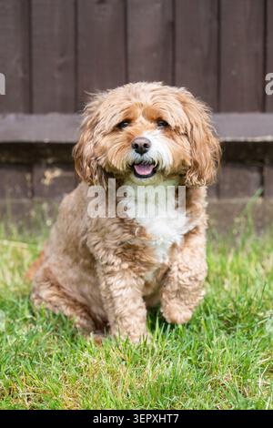 Happy Cavapoo Sitting on Grass in a Garden with His Front Paw Raised Stock Photo