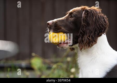 Close up of an English Springer Spaniel holding a yellow ball in his mouth while in a garden in England Stock Photo