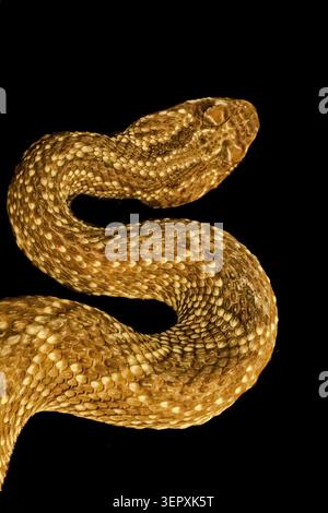 This South American rattle snake is one of the most venonmous snakes on display, at this snake zoo. Stock Photo