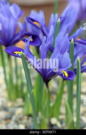 Iris reticulata 'Harmony'. Dwarf iris flower in gravel topped container. Stock Photo