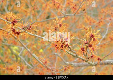 Hamamelis x intermedia 'Aphrodite', witch hazel in flower. Witch hazel 'Aphrodite'. Winter flowering tree shrub Stock Photo