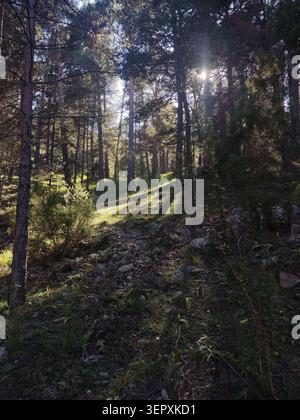 Sunbeams shining through dense pine trees on a rocky forest slope. Stock Photo