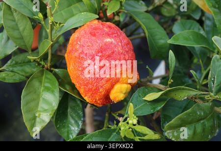 Red lemon fruit on plant. It is a rare and old kind of citrus, similar to the yellow one, called also Mulled Wine Lemon Stock Photo